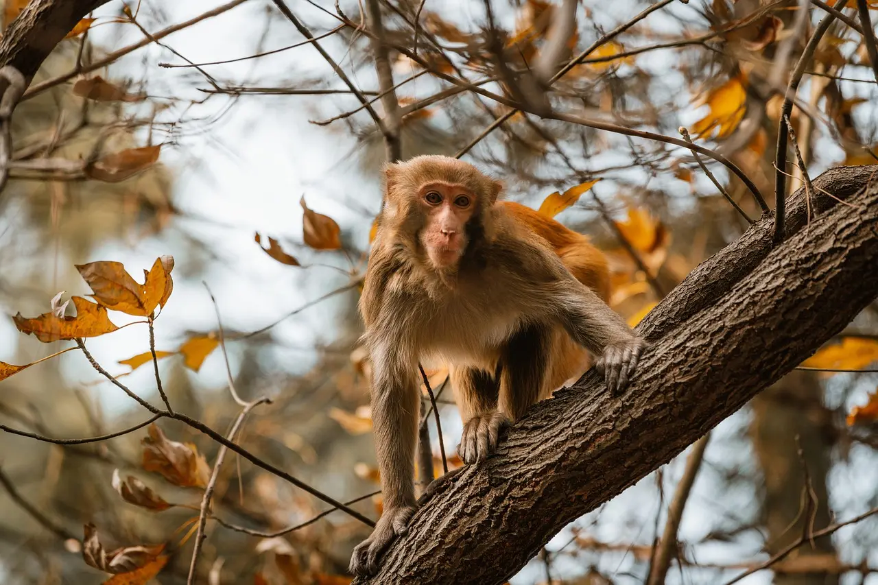 Ubud Monkey Forest Sanctuary Bali
