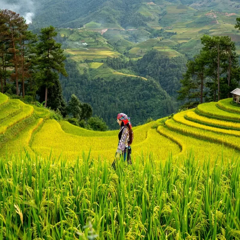 Traditional Balinese culture and rice terraces